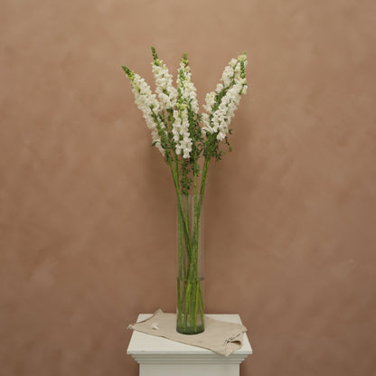 Snapdragon Early White