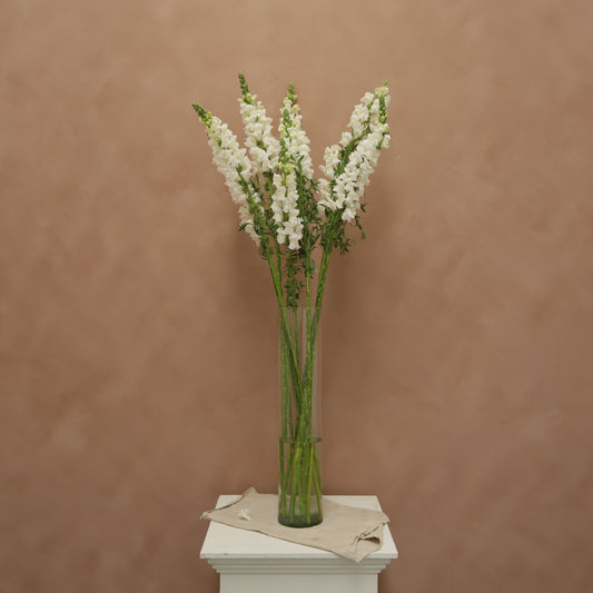 Snapdragon Early White