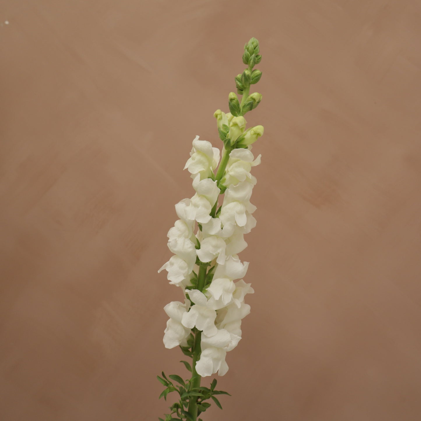 Snapdragon Early White