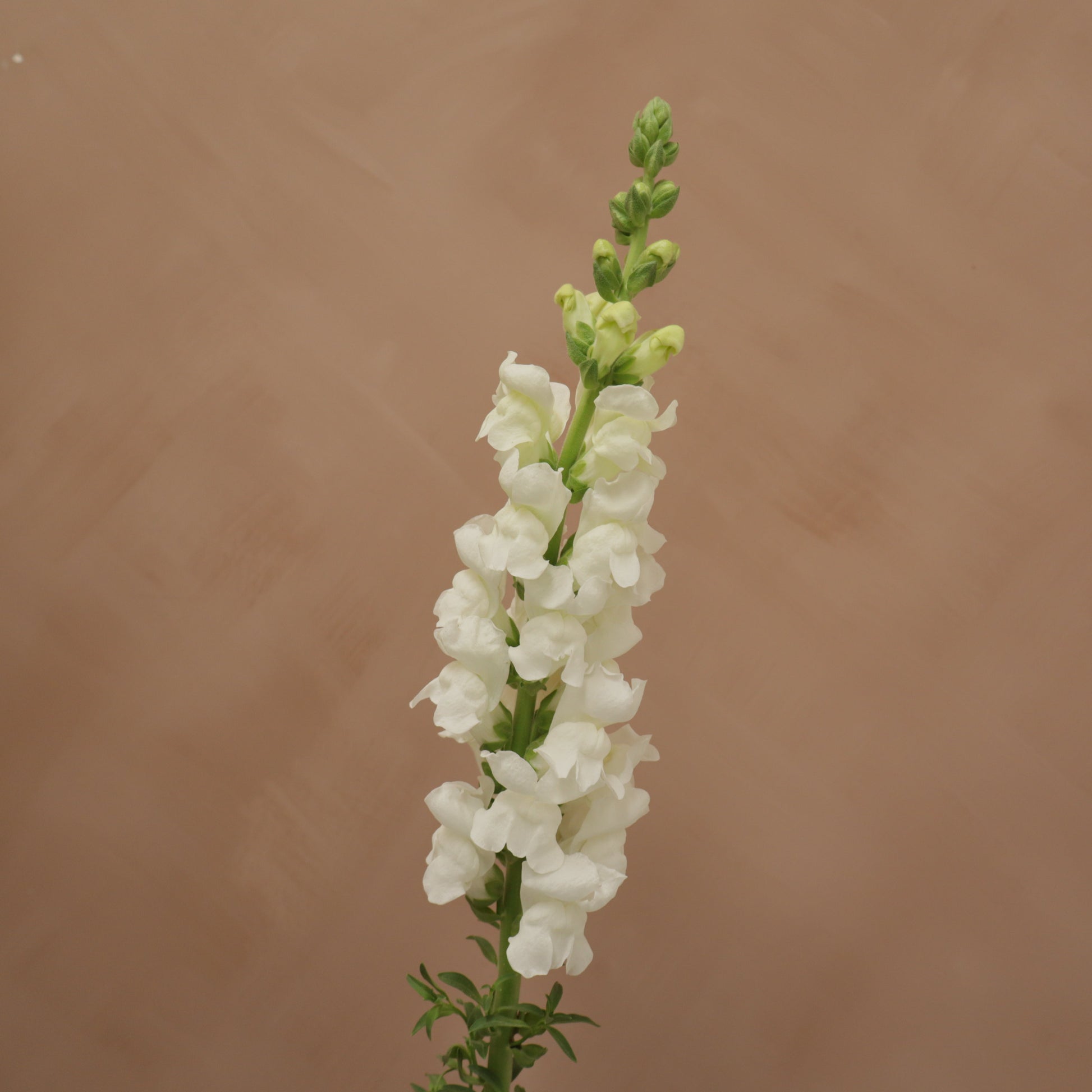 Snapdragon Early White