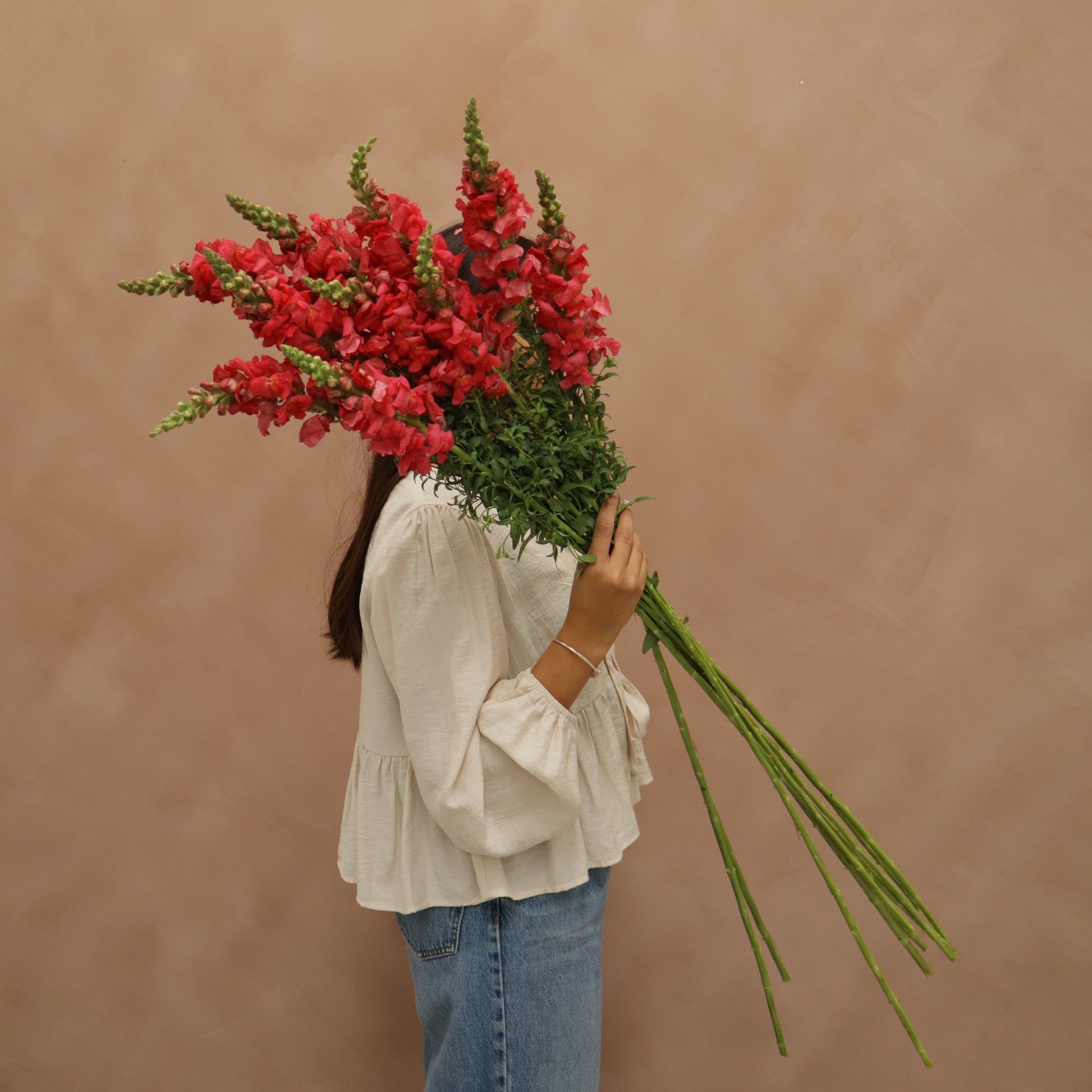 Snapdragon Cherry Rose