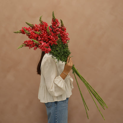 Snapdragon Cherry Rose
