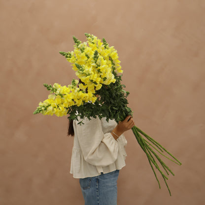 Snapdragon Yellow