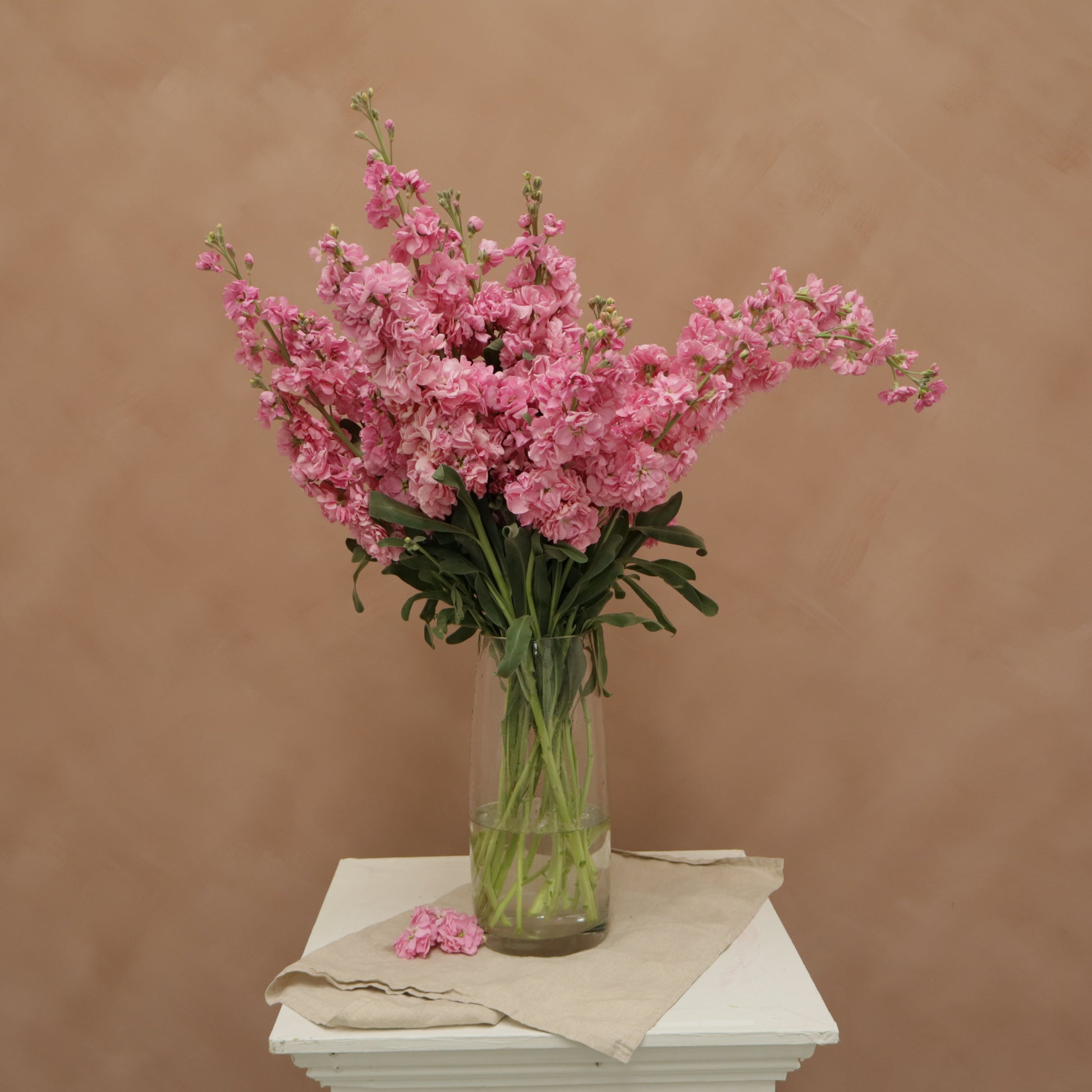 Matthiola Katz Pink