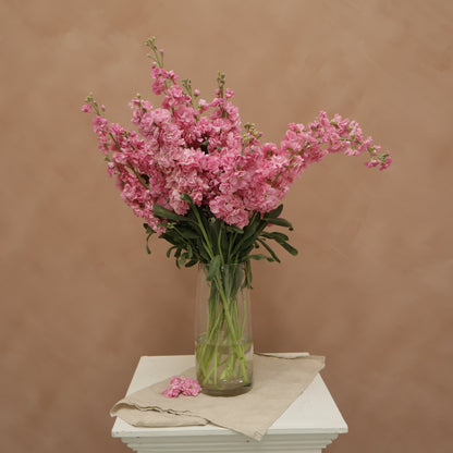 Matthiola Katz Pink