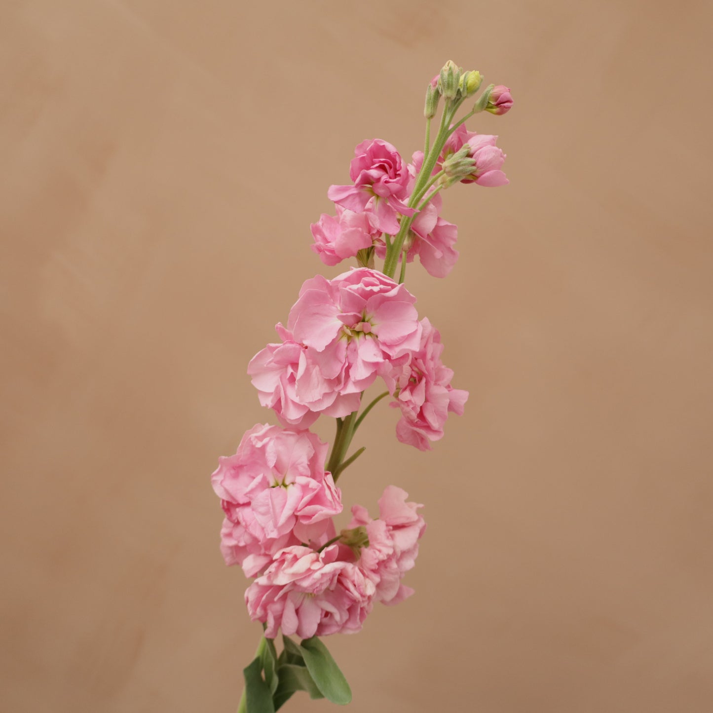 Matthiola Katz Pink