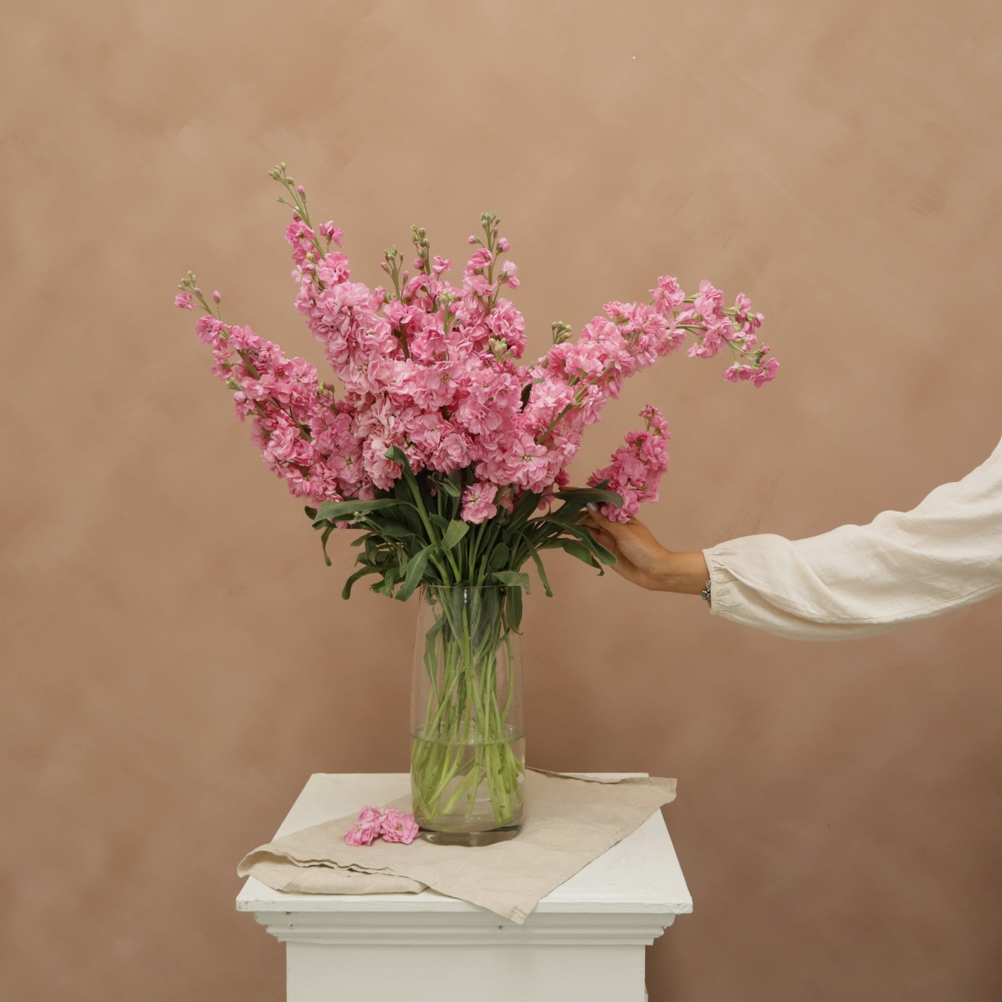 Matthiola Katz Pink