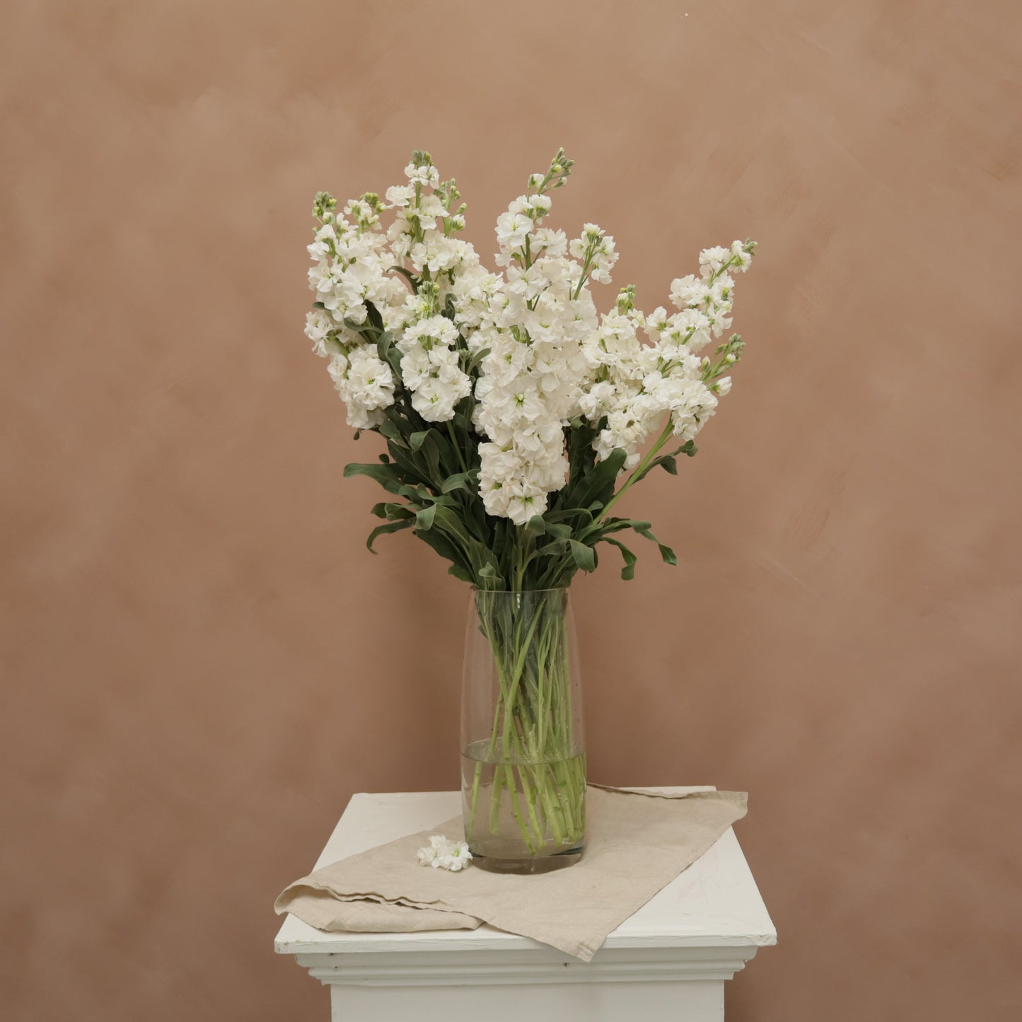 Matthiola White