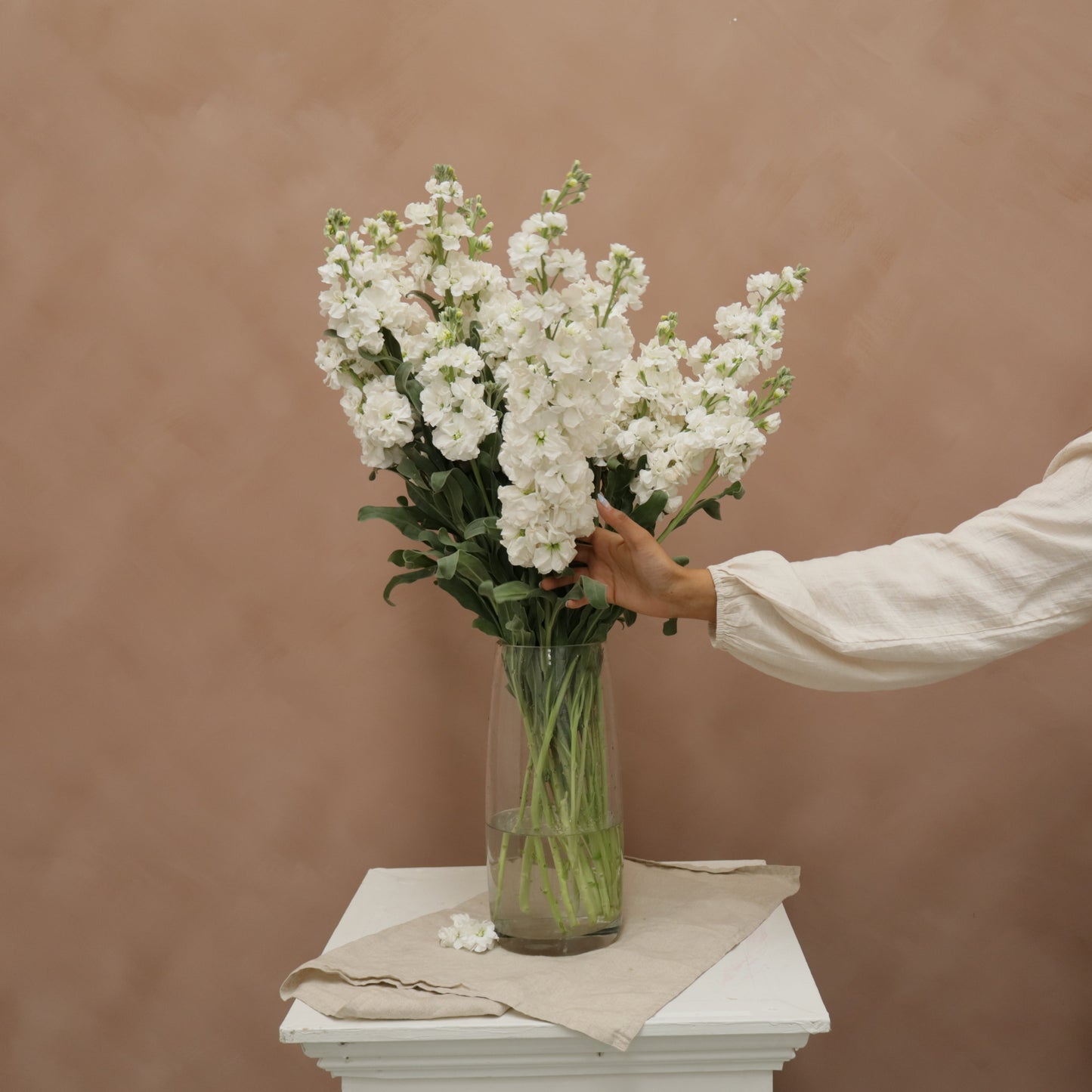 Matthiola White