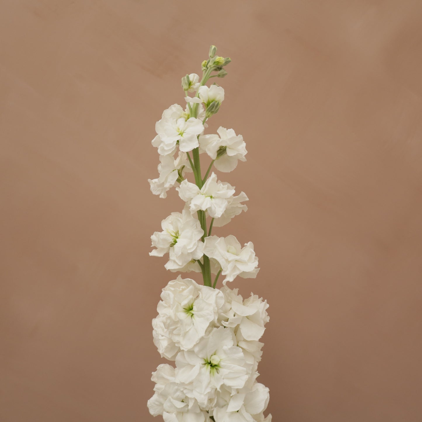 Matthiola White
