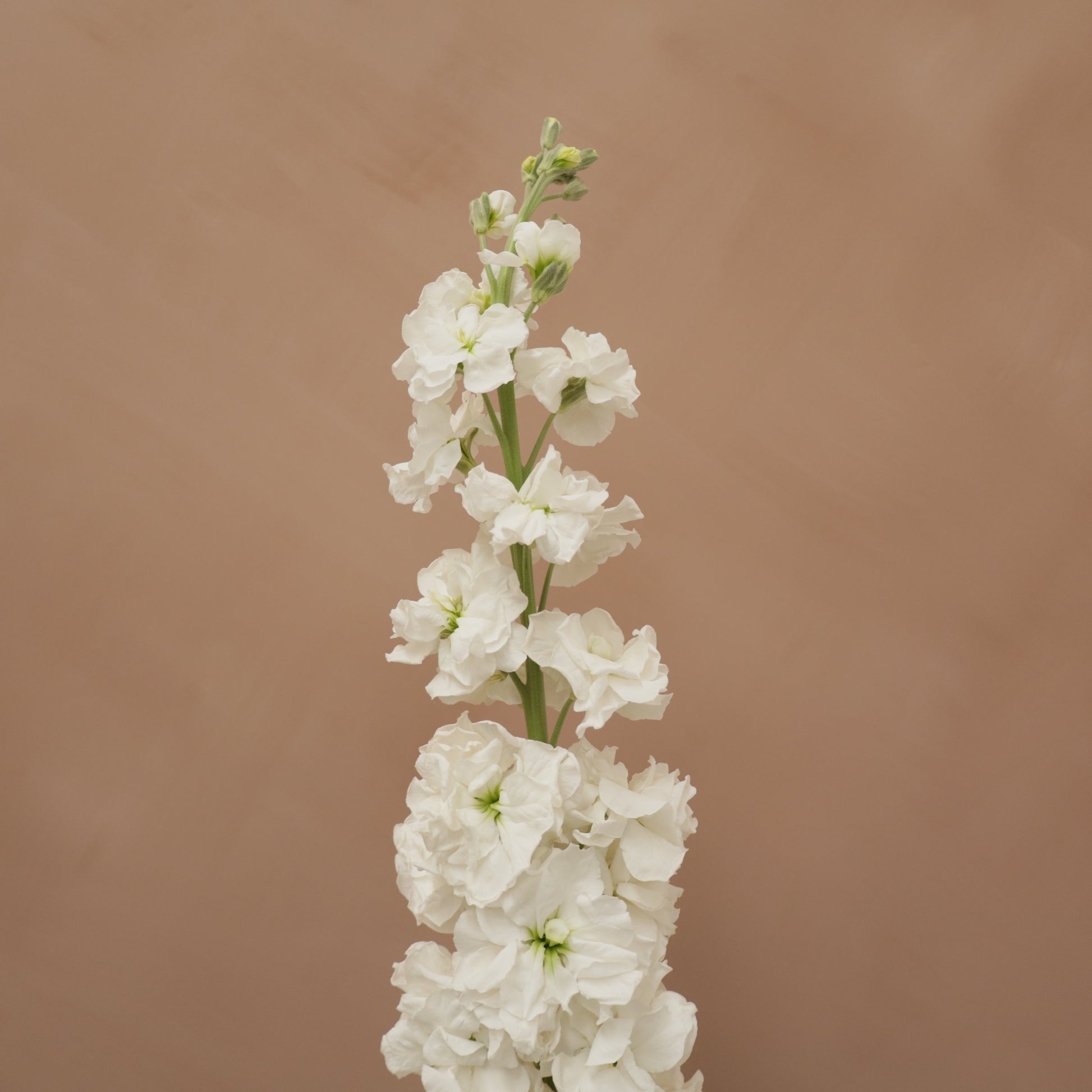 Matthiola White