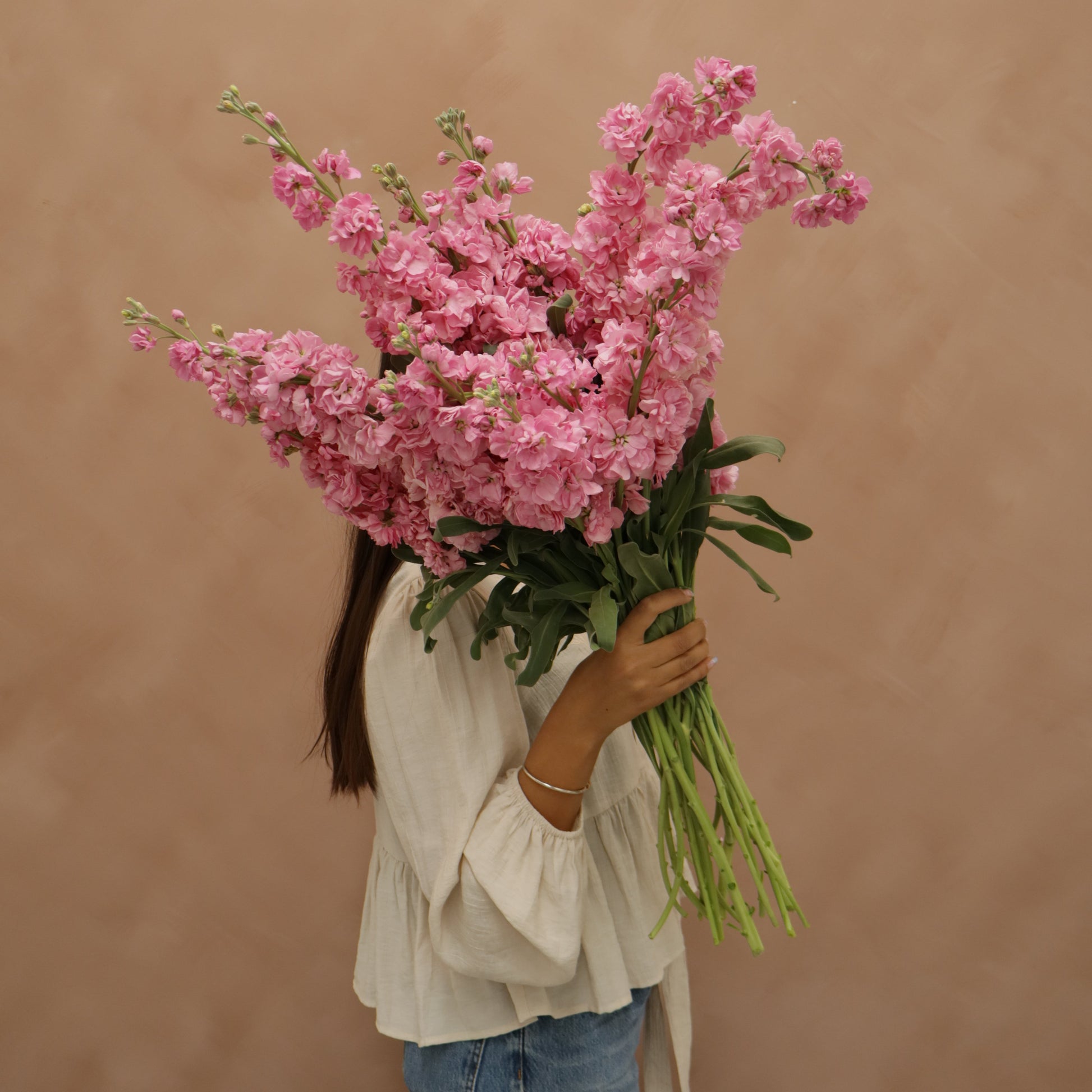 Matthiola Katz Pink