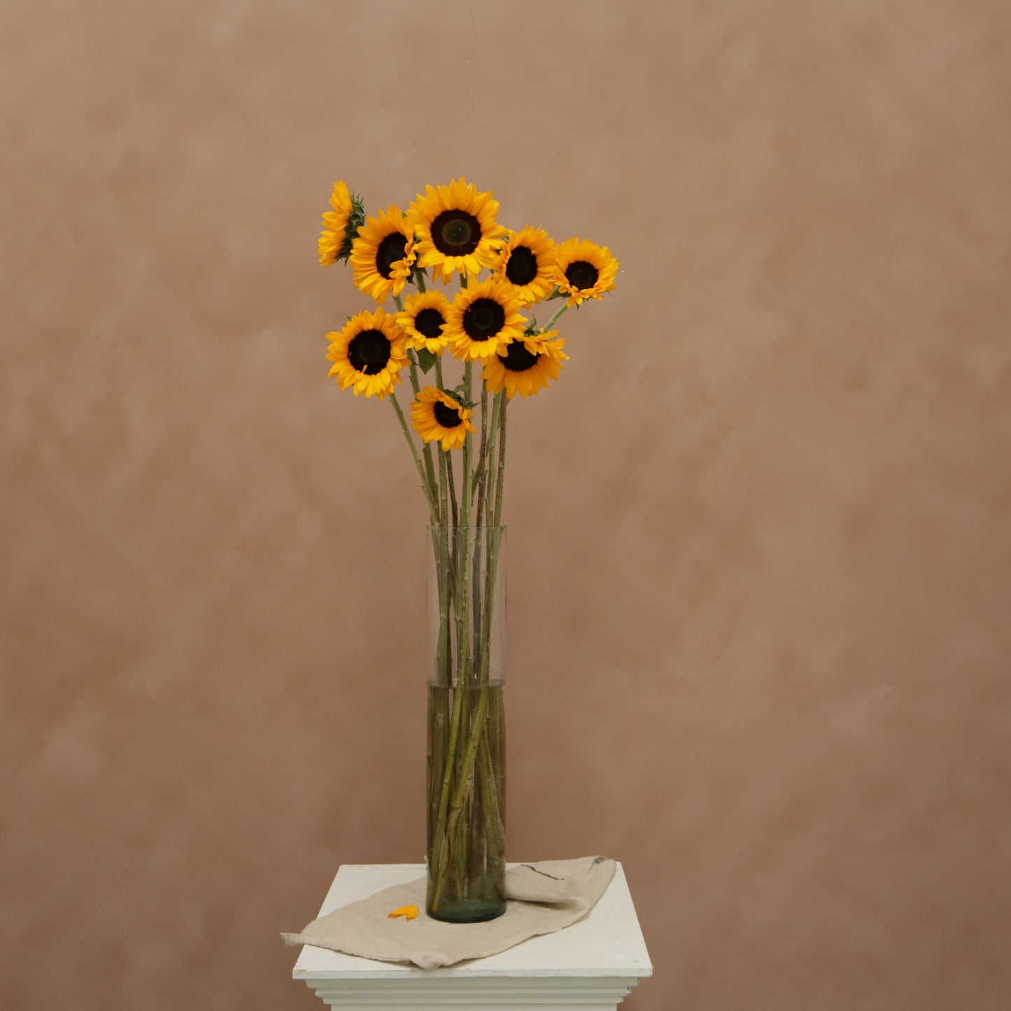 Girasol