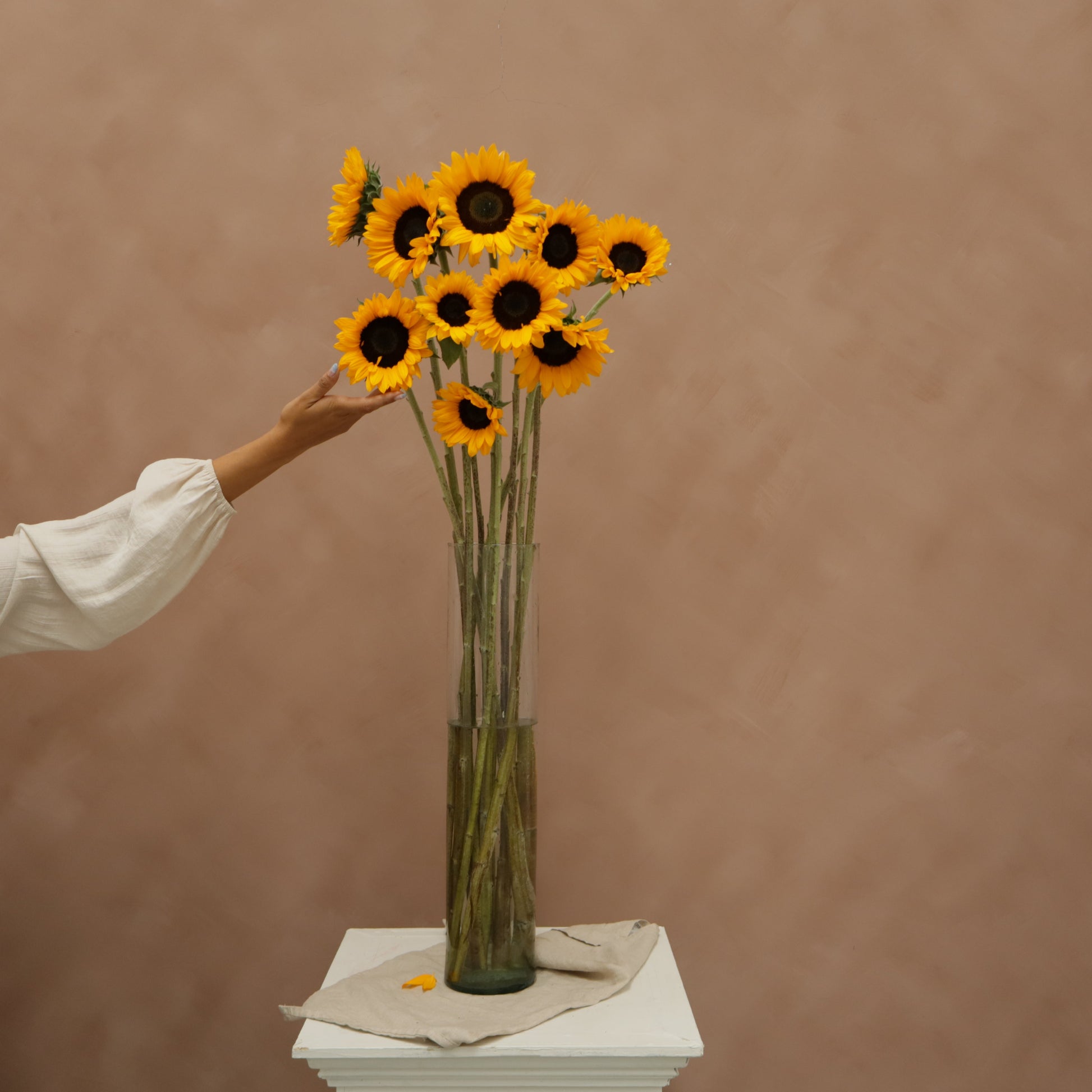 Girasol