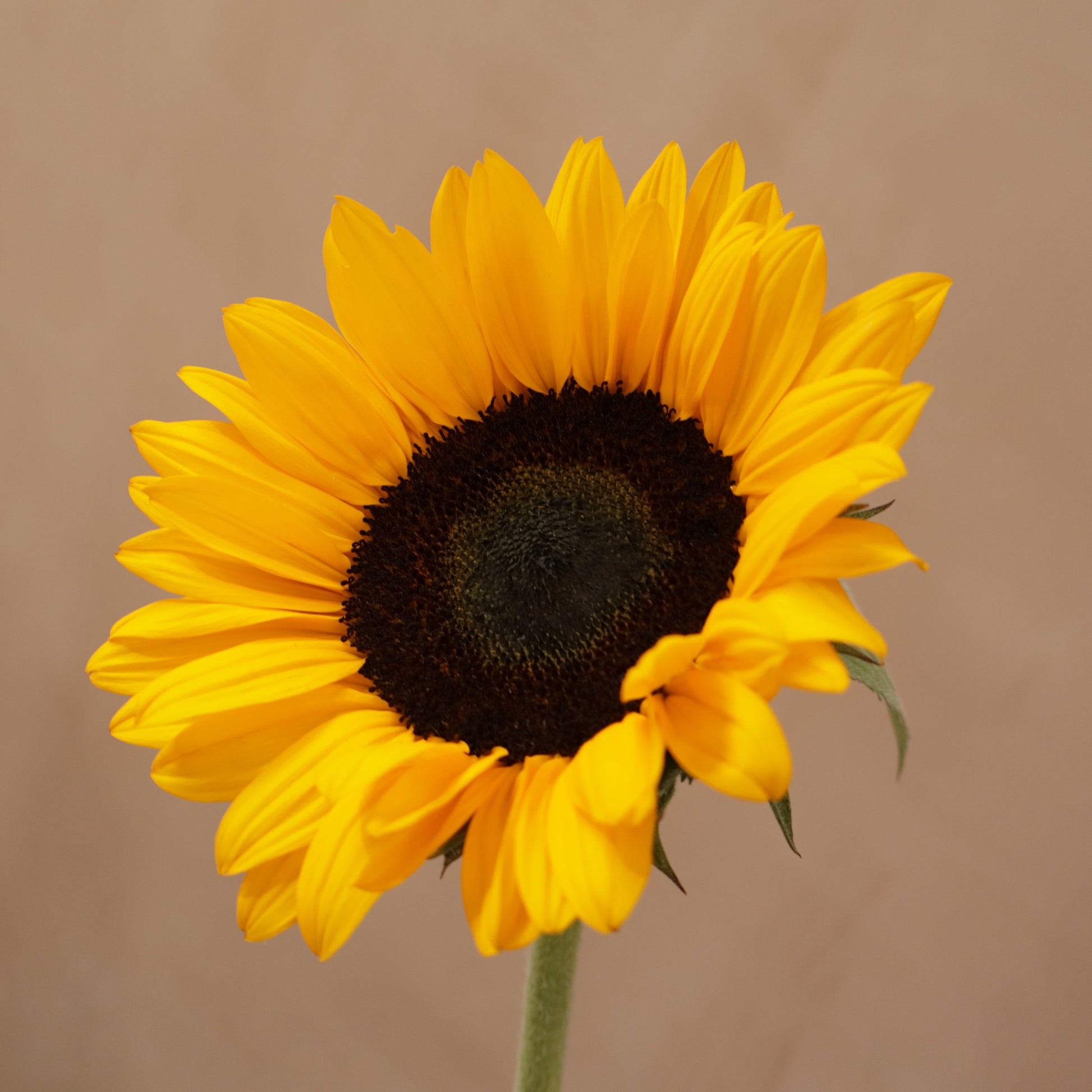 Girasol