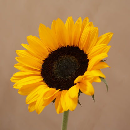 Girasol