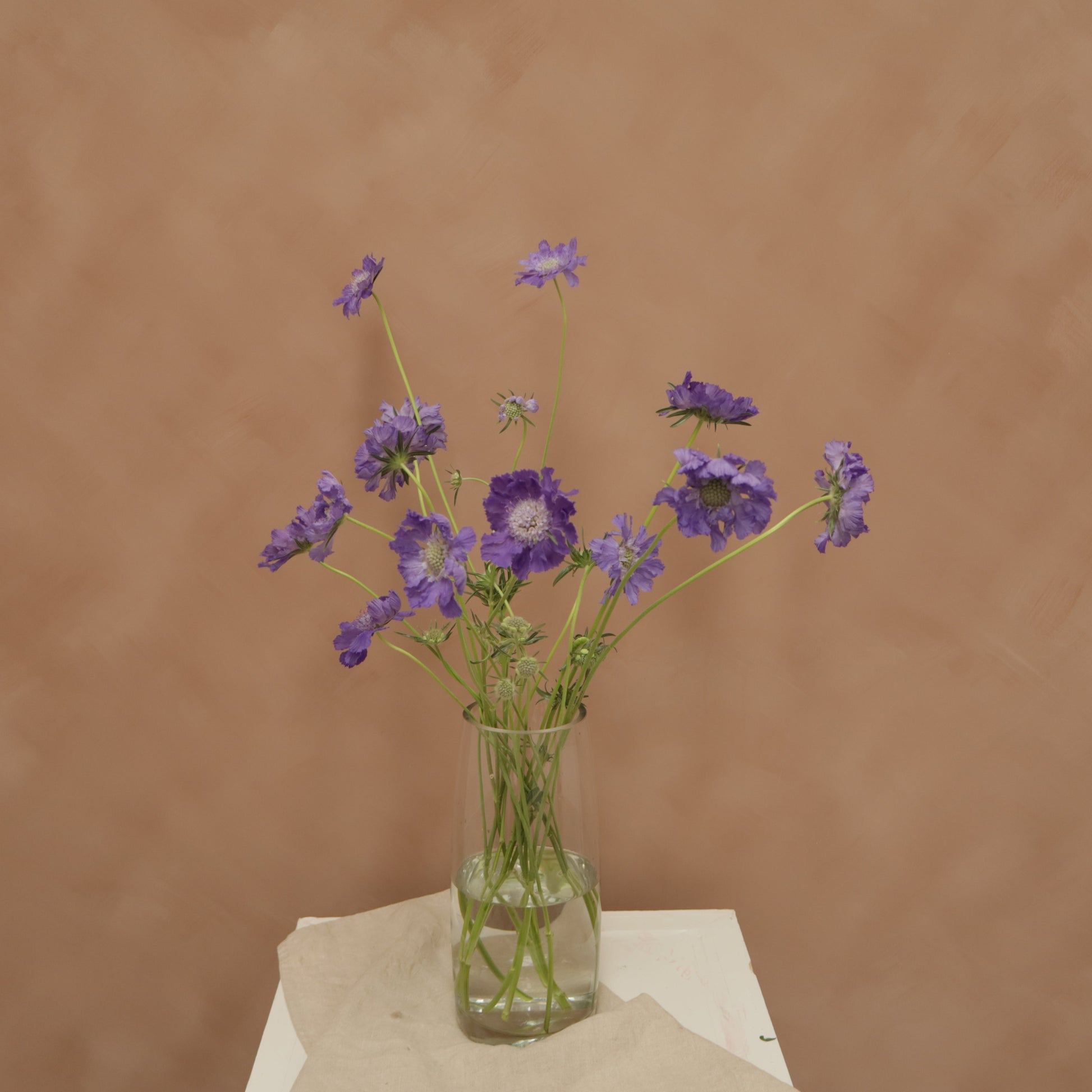 Scabiosa Fama Blue