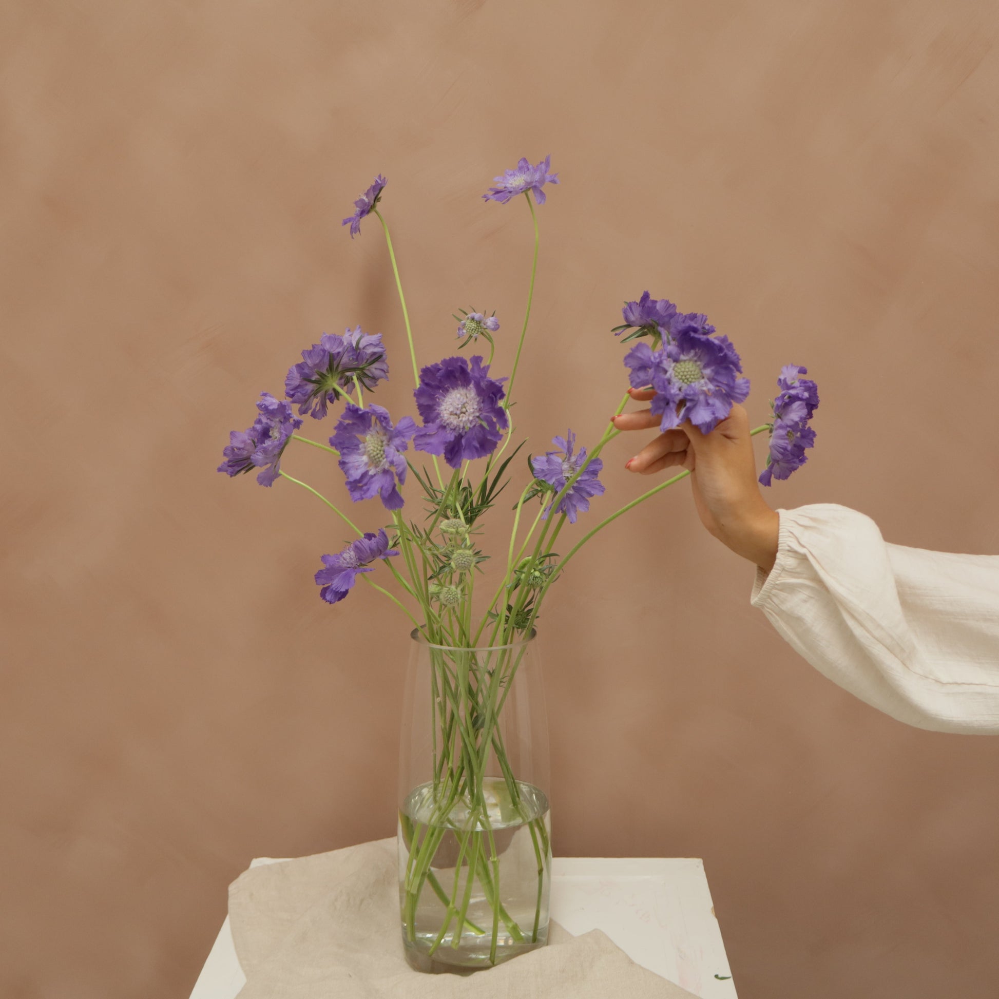 Scabiosa Fama Blue