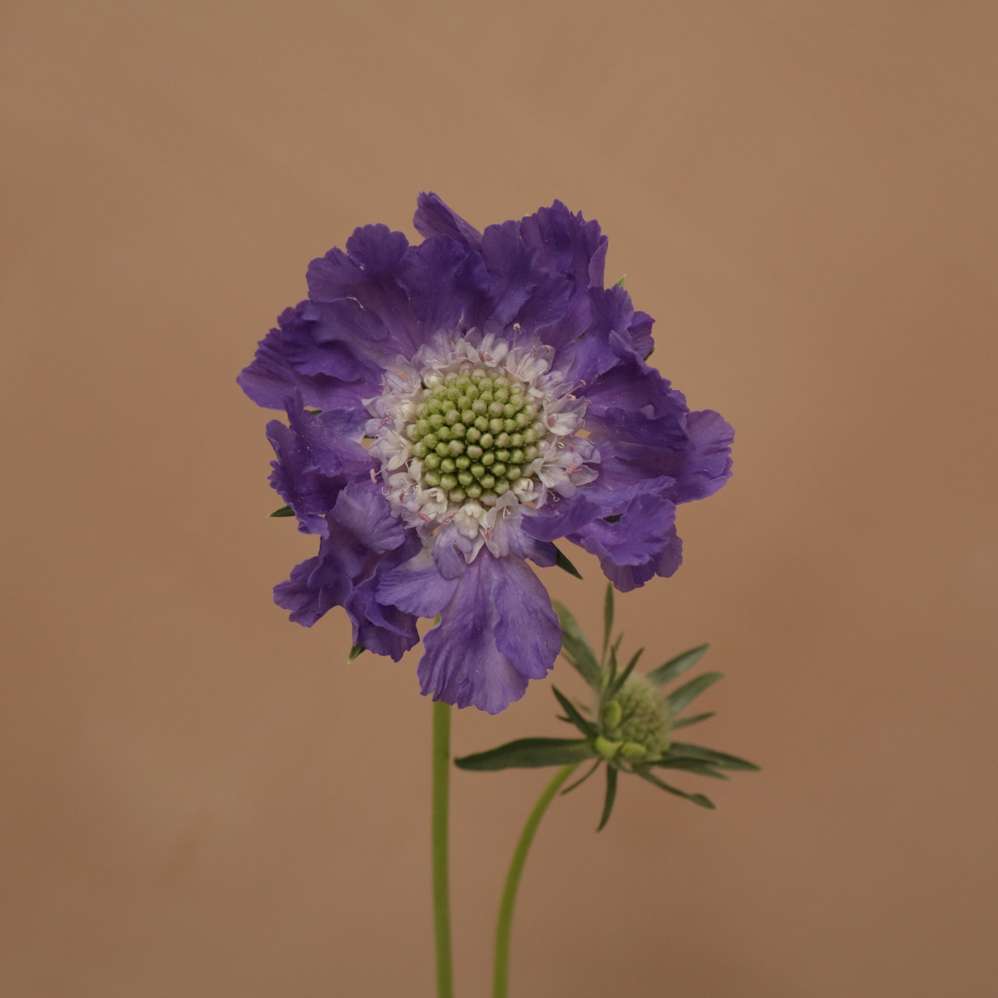Scabiosa Fama Blue