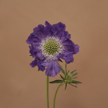 Scabiosa Fama Blue