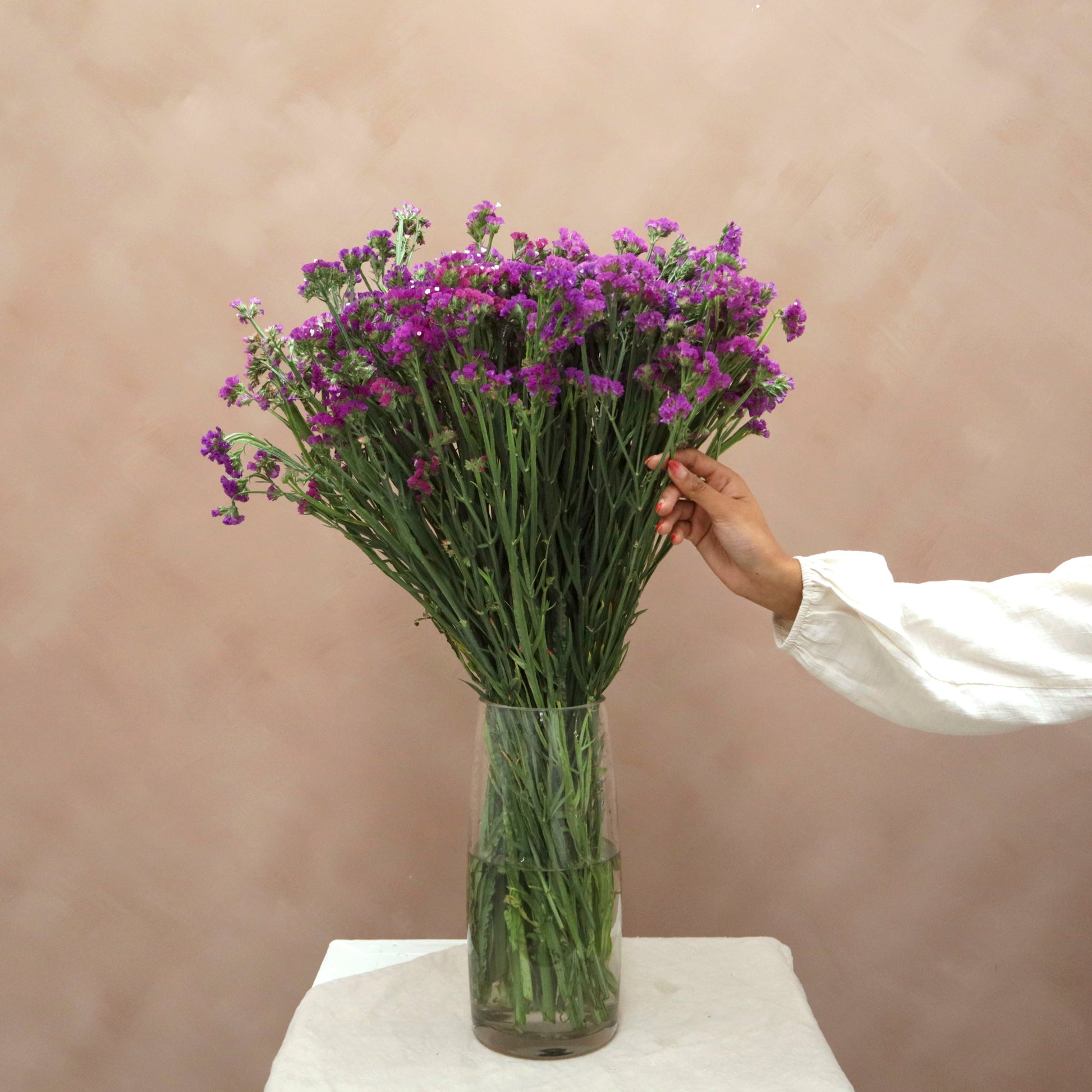 Statice Morado