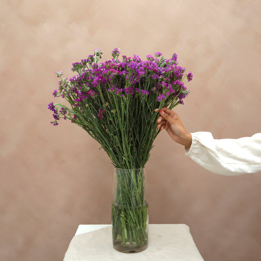 Statice Morado