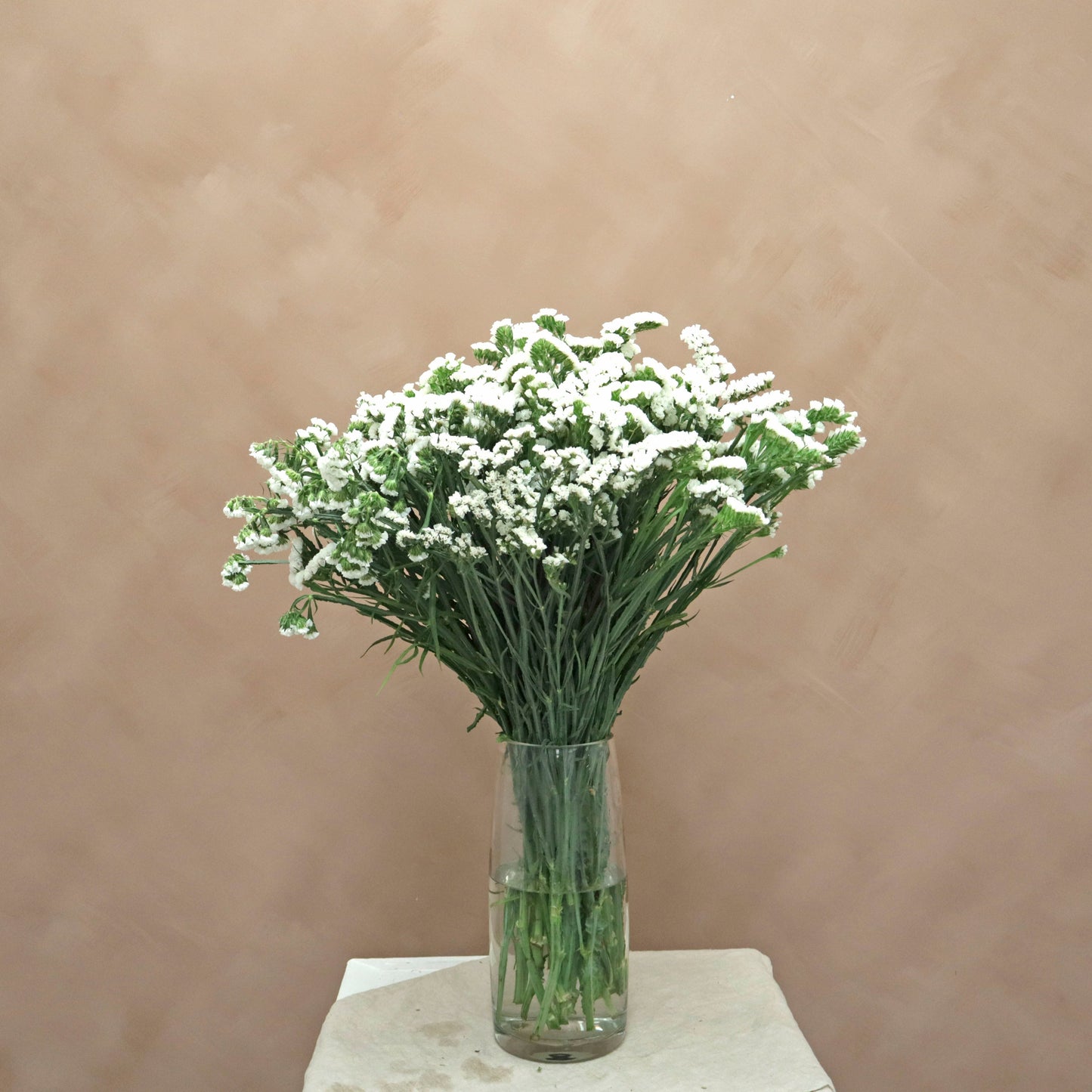 Statice Blanco