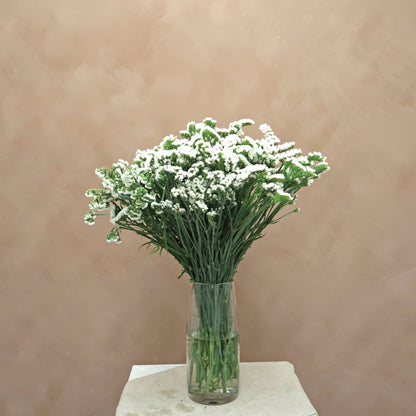 Statice Blanco