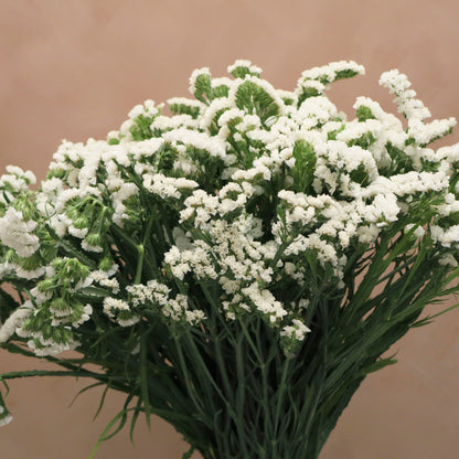 Statice Blanco