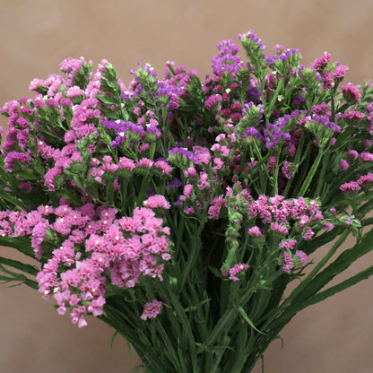 Statice Lavanda