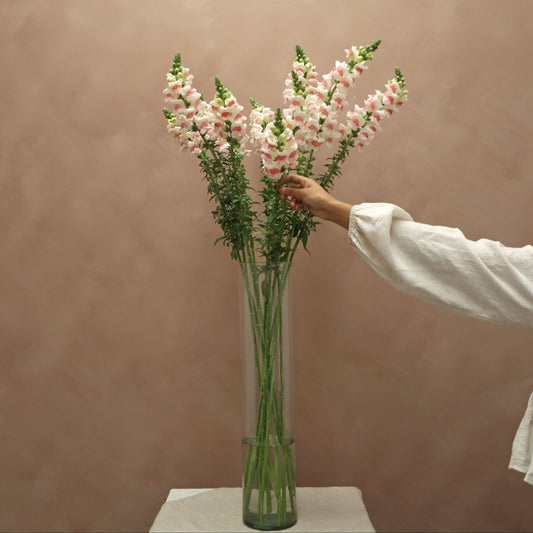 Snapdragon Appleblossom