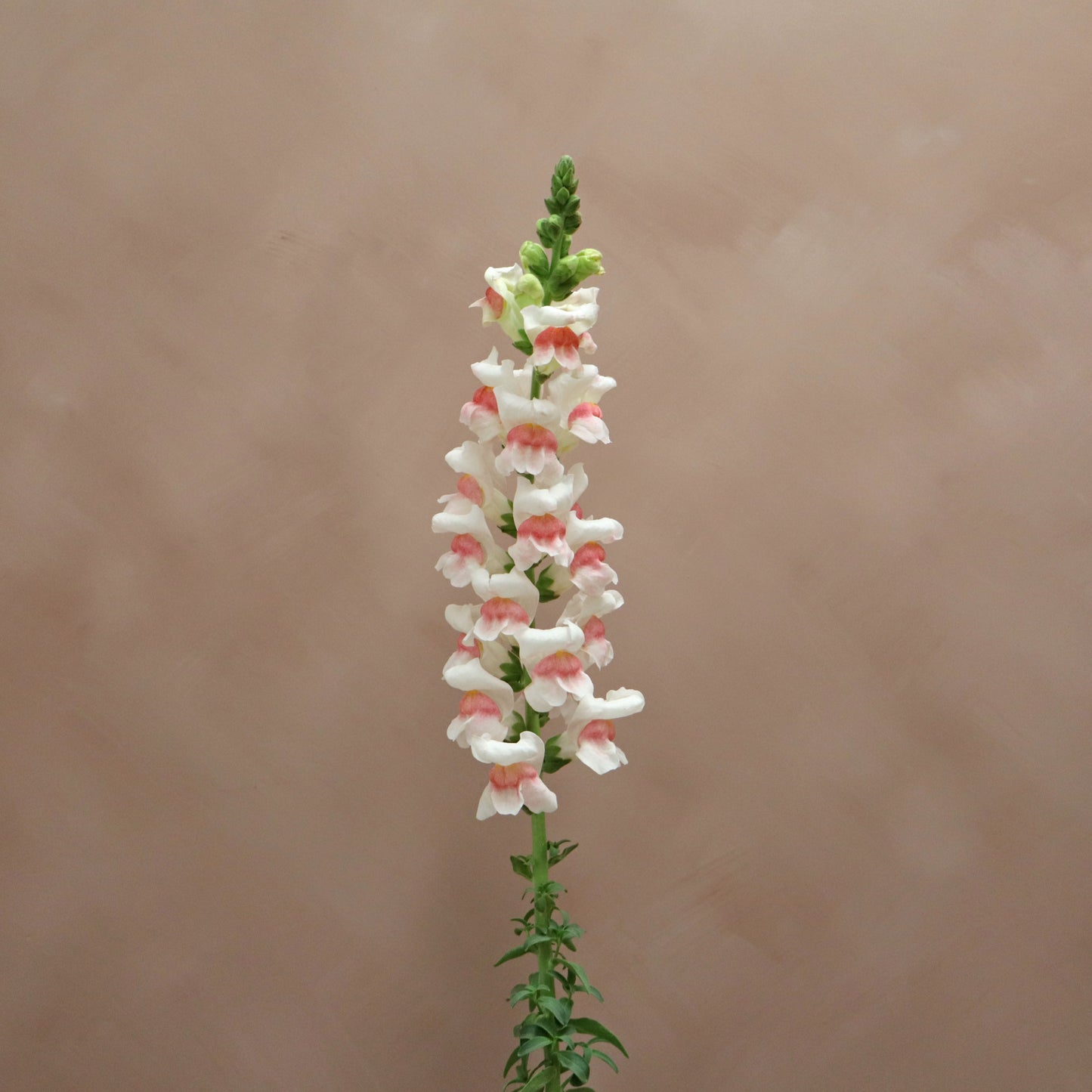 Snapdragon Appleblossom