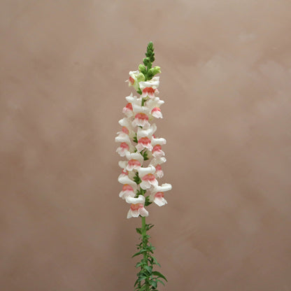 Snapdragon Appleblossom