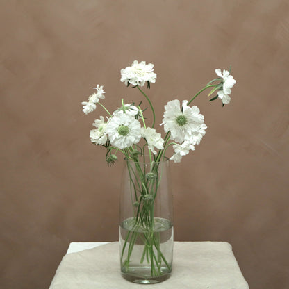 Scabiosa Fama White
