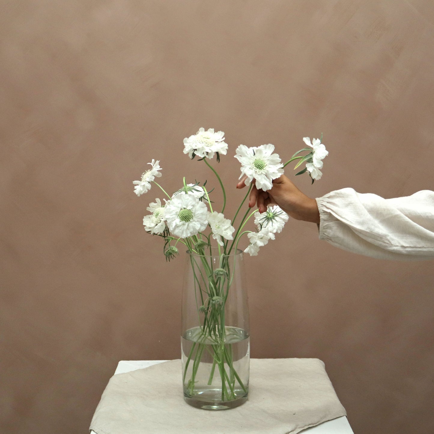 Scabiosa Fama White