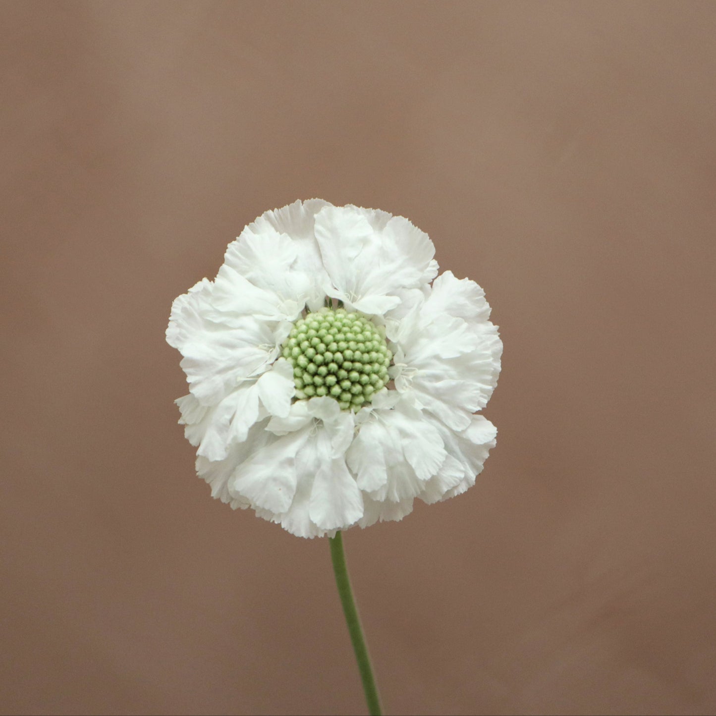 Scabiosa Fama White
