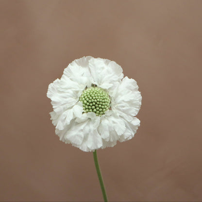 Scabiosa Fama White