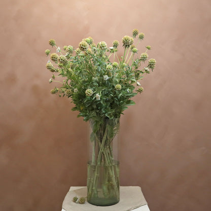 Scabiosa Ping Pong