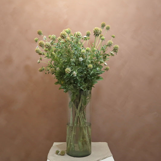 Scabiosa Ping Pong