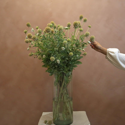 Scabiosa Ping Pong