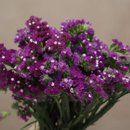 Statice Morado