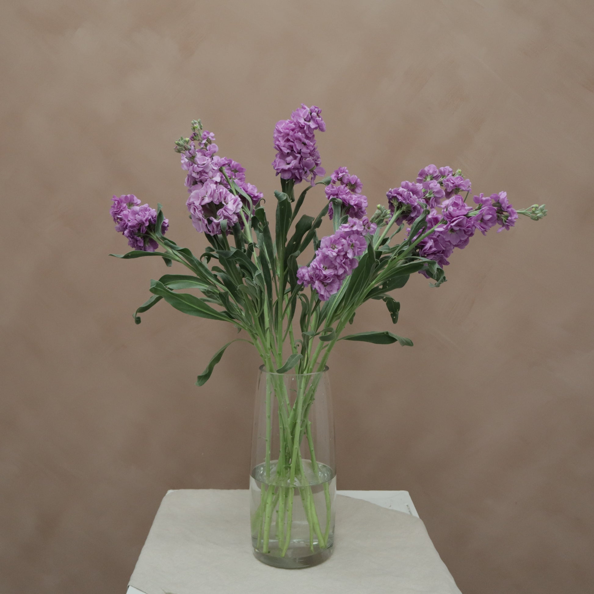 Matthiola Lavender Blue