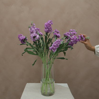 Matthiola Lavender Blue