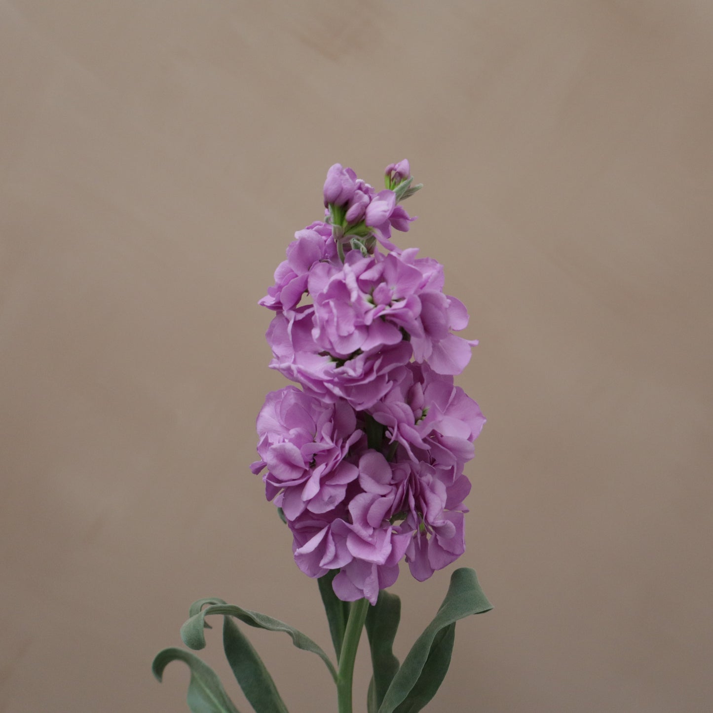 Matthiola Lavender Blue