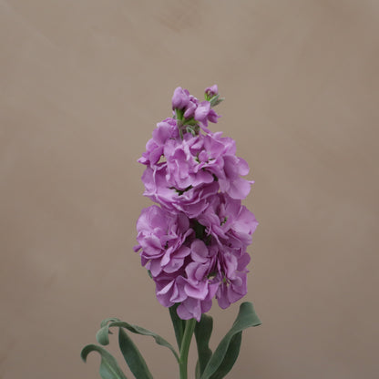 Matthiola Lavender Blue