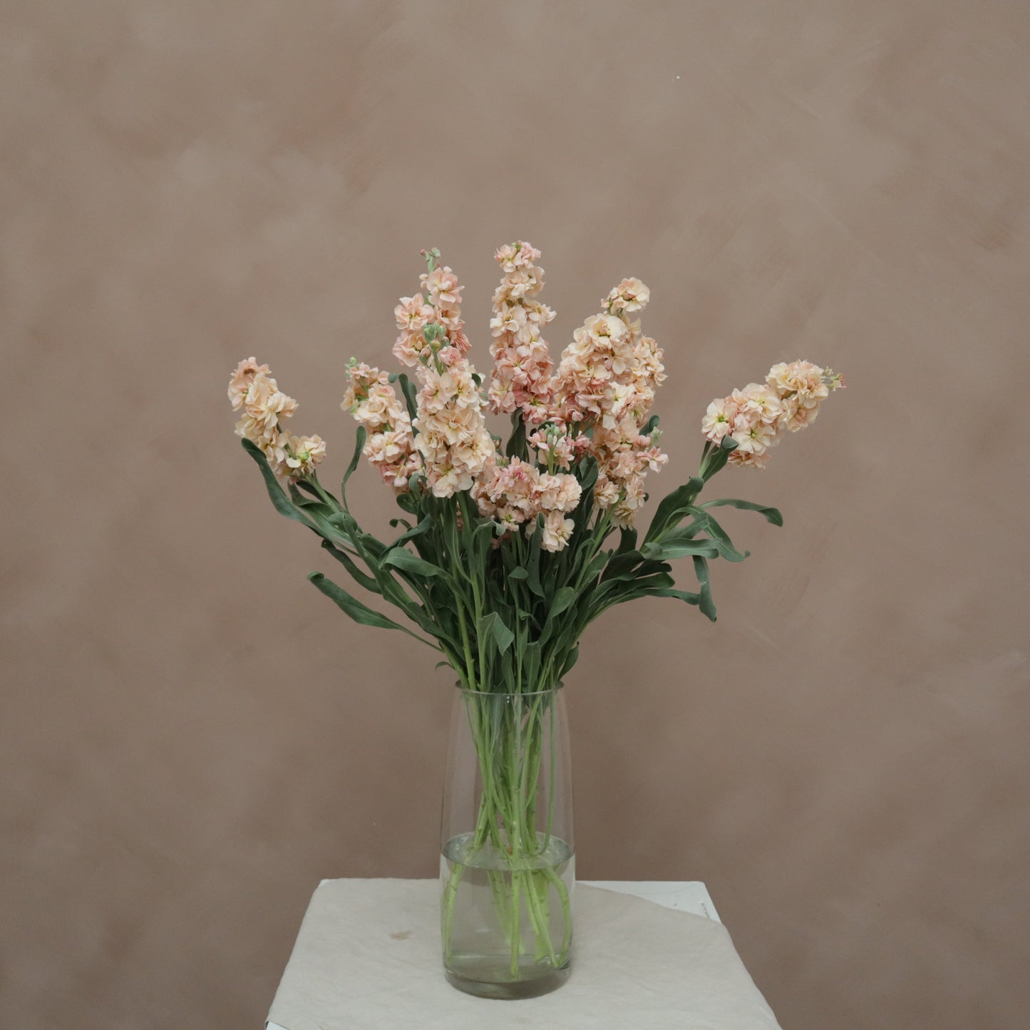 Matthiola Apricot
