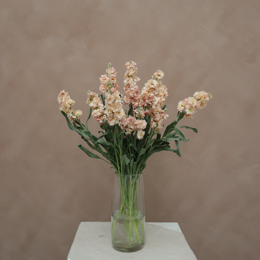 Matthiola Apricot