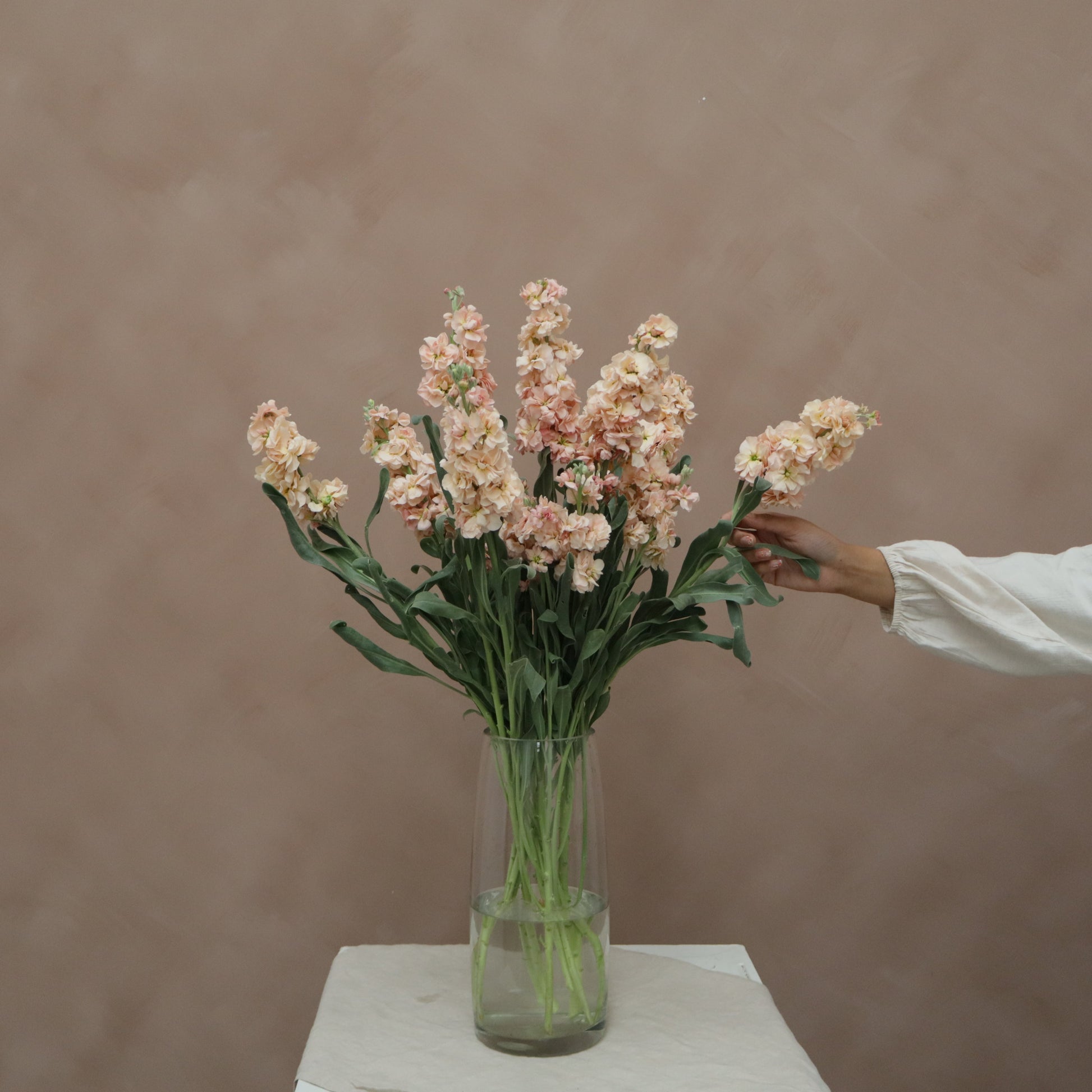 Matthiola Apricot
