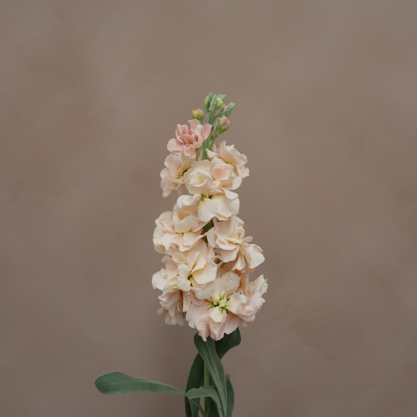 Matthiola Apricot