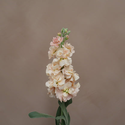 Matthiola Apricot
